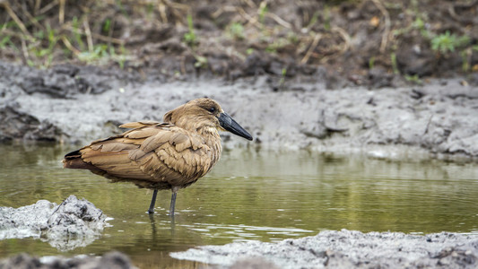 Hamerkop 在南非克鲁格国家公园