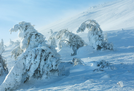 冬天山上冰冷雪杉树