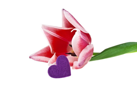 在白色背景上的郁金香花和紫心