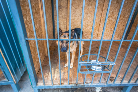 关在笼子里的德国牧羊犬图片