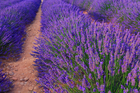 美丽的颜色，紫色附近 Valensole，普罗旺斯的薰衣草田