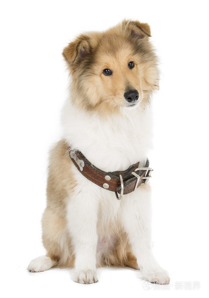 在工作室中的白色背景上的小狗牧羊犬