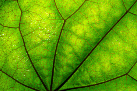 绿色的叶子和静脉的纹理