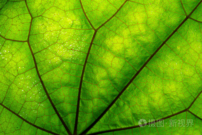 绿色的叶子和静脉的纹理