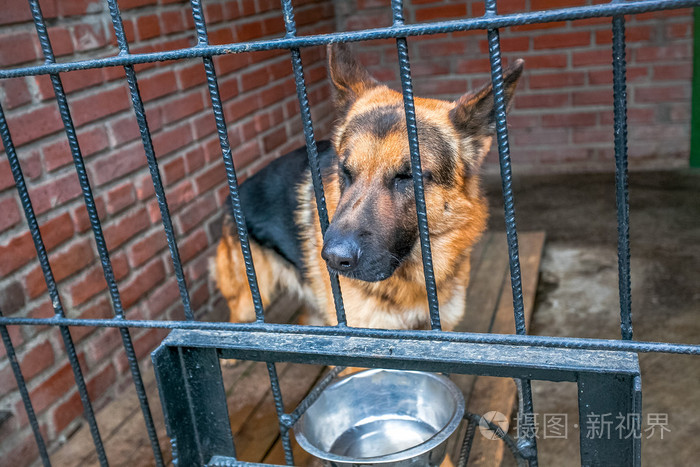 悲伤的狗关在笼子里的德国牧羊犬