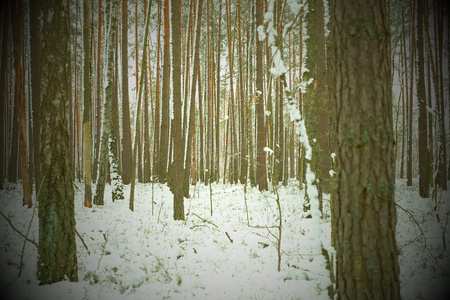 冬季森林松