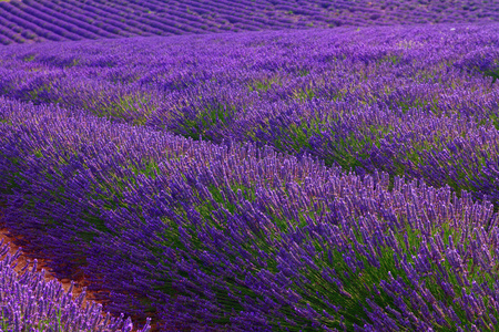 美丽的颜色，紫色附近 Valensole，普罗旺斯的薰衣草田