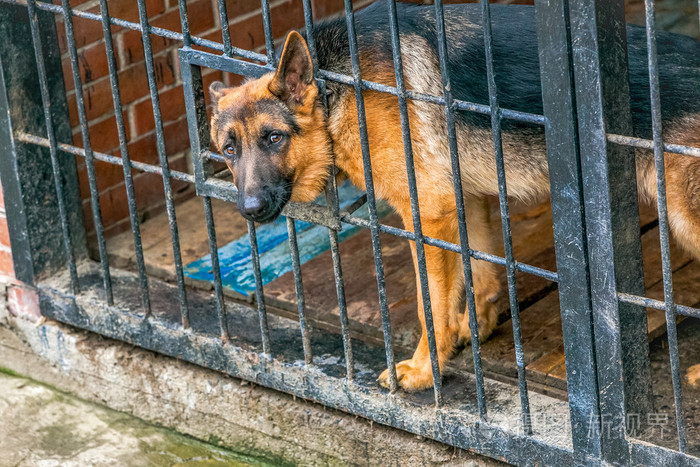 关在笼子里军犬德国牧羊犬