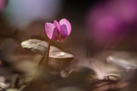 仙客来花马姆罗