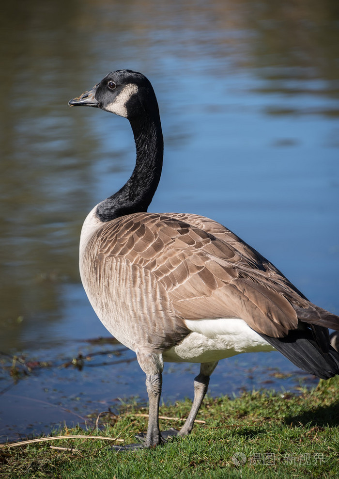 加拿大鹅在池塘上