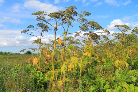 独活草膀胱种子图片