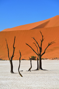 Deadvlei，苏斯。纳米比亚