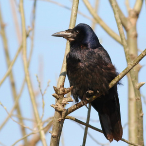 分支上的罗克CorvusCrovilegus