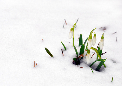 雪花在雪中出现