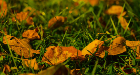 多彩树叶在秋天的公园