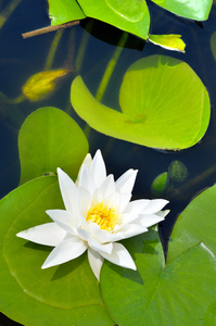 白色的百合花在阳光灿烂的日子里的池塘