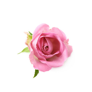 孤立的单个粉色玫瑰花蕾