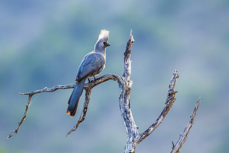 灰色去了鸟在南非克鲁格国家公园