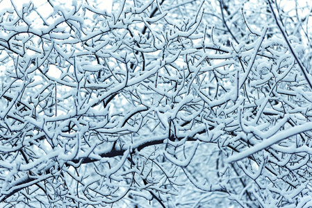 交错的树枝覆盖着雪的背景