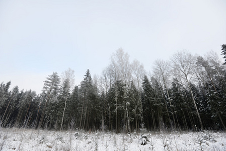 森林覆盖着雪