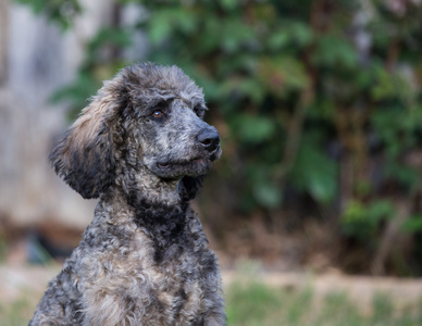 标准的贵宾犬小狗图片