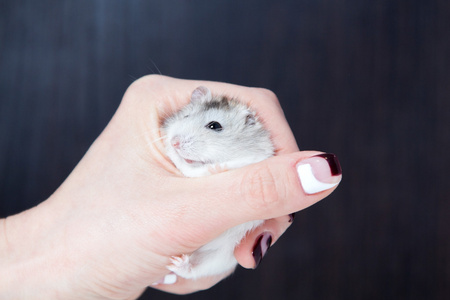 美丽的侏儒仓鼠在女人手里照片