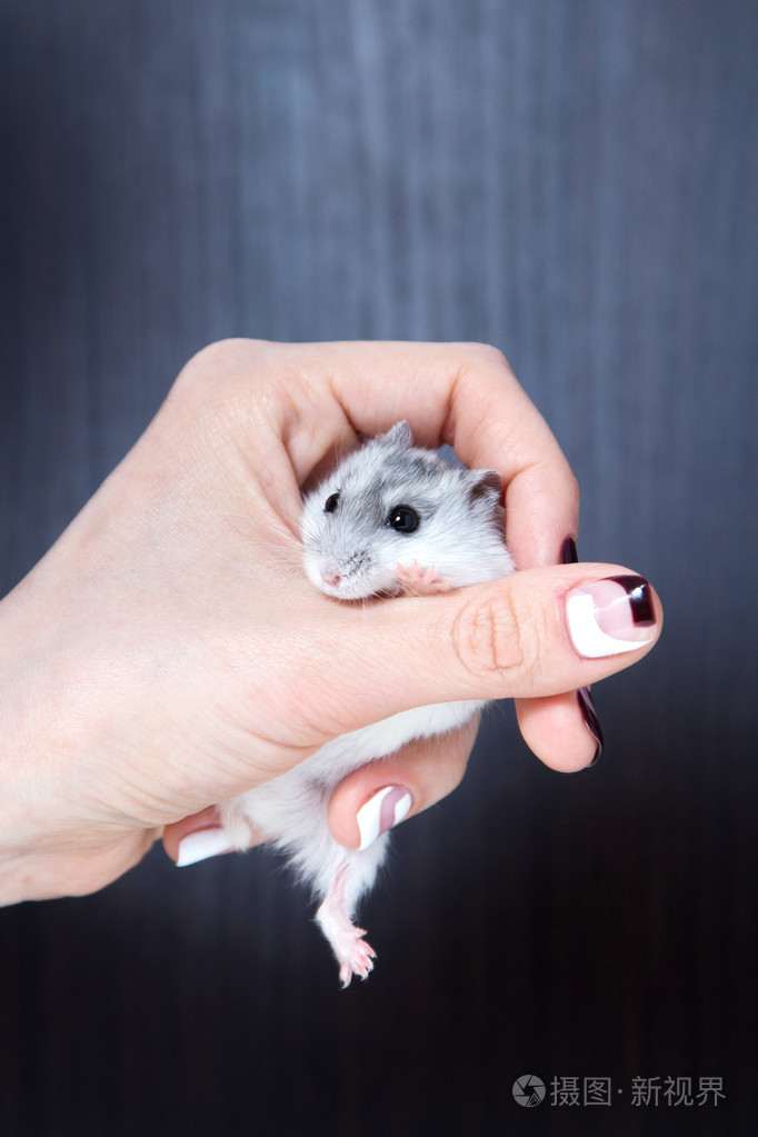 美丽的侏儒仓鼠在女人手里