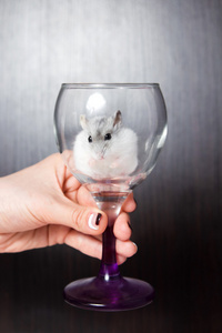 一个女人的酒杯的侏儒仓鼠