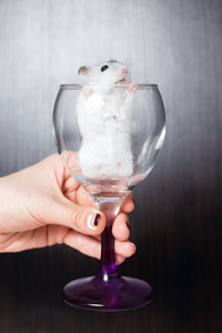 一个女人的酒杯的侏儒仓鼠