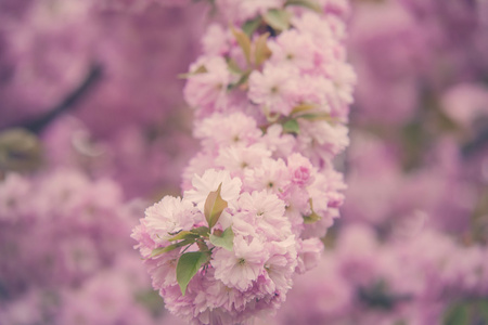 在春天盛开的樱花树