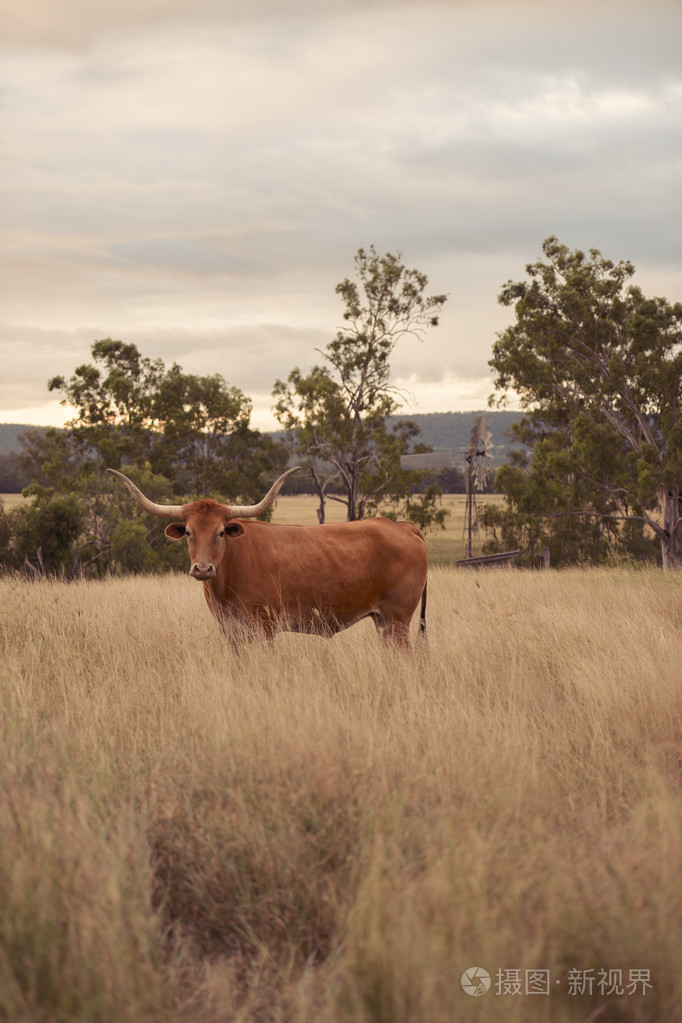在围场longhorn牛
