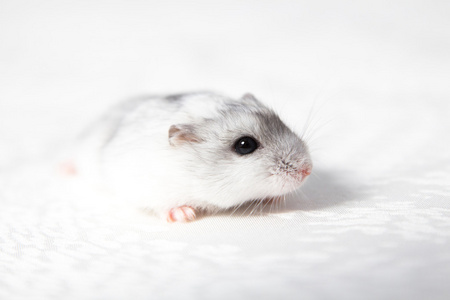 桌上的白色侏儒仓鼠照片