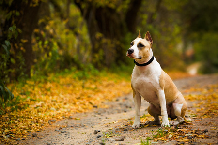 θεραπε07α亚洲宝贝男孩伤心的时候逗猫舔嘴唇疯狗流口水的狗