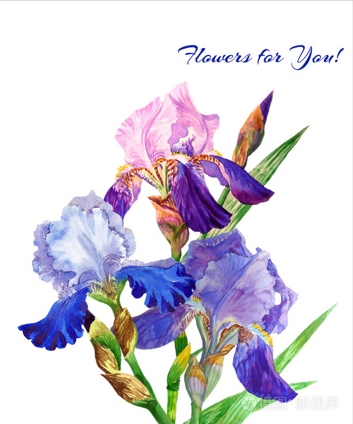 蓝色鸢尾花水彩花
