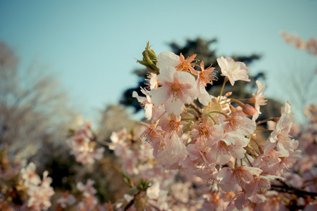 在日本樱花的樱花盛开