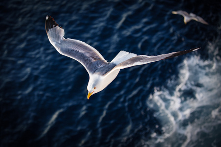 美丽的白色海鸥飞越深蓝色波浪