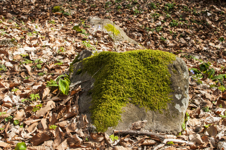 石与新鲜的绿色苔藓