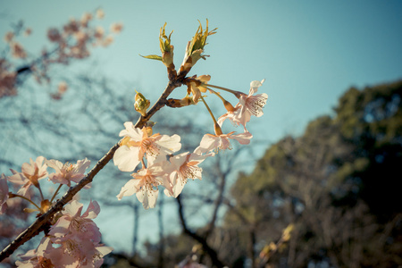 在日本樱花的樱花盛开
