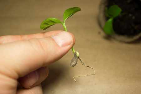 青年绿色萌芽搁置在手