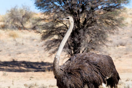 长的 环境 储备 游猎 动物 斯特鲁斯 鸵鸟 骆驼 公园