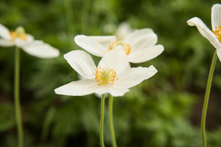 植物 花园 花粉 野花 植物区系 春天 温暖的 自然 花瓣