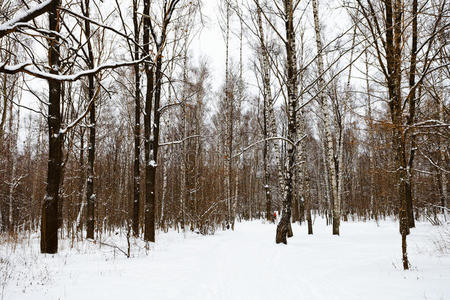 雪覆盖着森林的边缘
