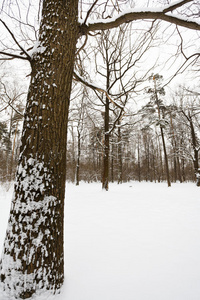 松木 光秃秃的 橡树 降雪 草坪 天气 雪堆 领域 草地