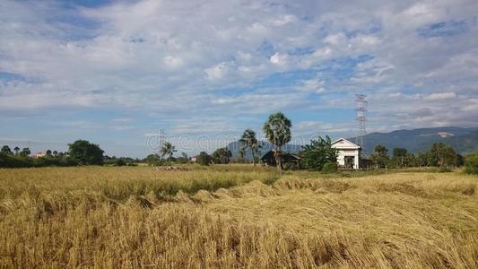 风景 国家 乡村 领域 贡布 柬埔寨 稻谷 草地