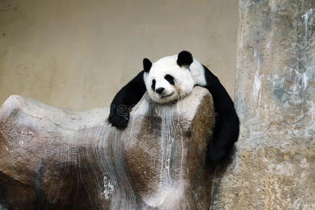 野生动物 瓷器 自然 脂肪 公园 森林 熊猫 竹子 种类