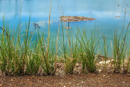香根草的影子图片