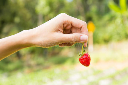 手草莓手拿草莓.照片