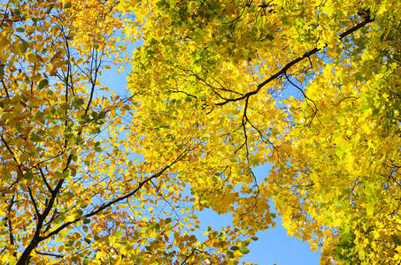 背景蓝天上的秋叶