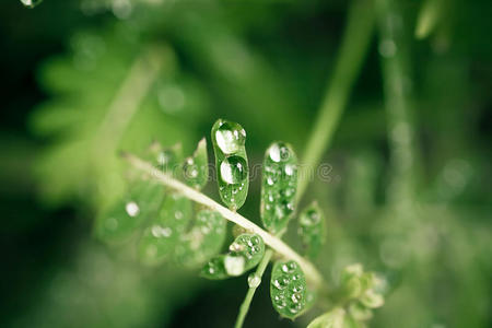 生态学 水力 树叶 生活 露珠 特写镜头 生态系统 成长