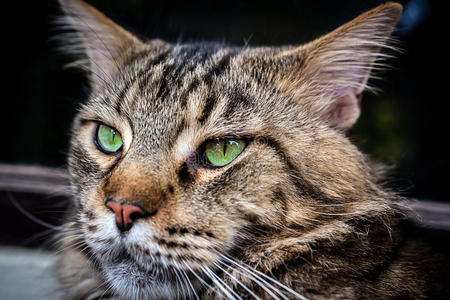 缅因州Coon黑色Tabby猫与绿色的特写